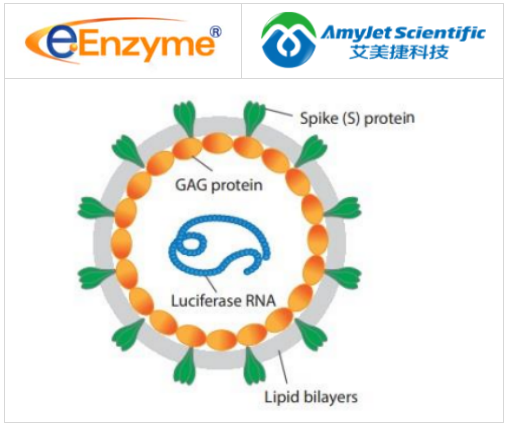 eENZYME-MERS-CoV 假病毒顆粒