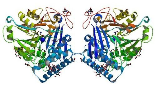 磷脂酶B樣蛋白2（PLB1）抗體