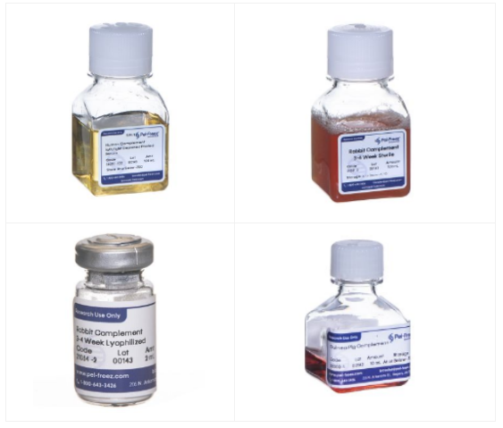 吸附的成年兔補體