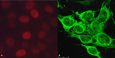 Estradiol-Glow熒光雌激素