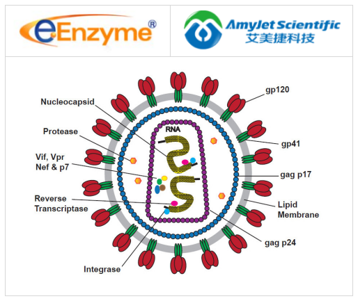 eENZYME