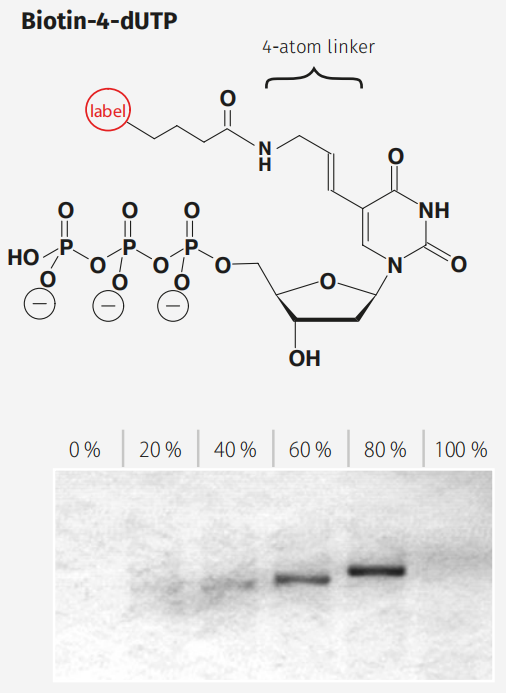 Biotin-4-dUTP.png