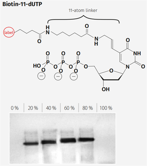 Biotin-11-dUTP.png