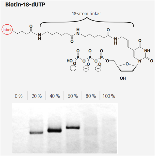 Biotin-18-dUTP.png