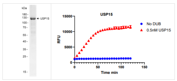 泛素特異性蛋白酶15