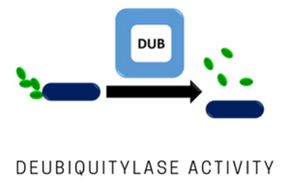 泛素特異性蛋白酶15