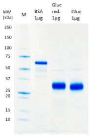 Gaussia Luciferase Protein
