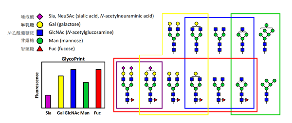 GlycoSense Array Kit-2.png
