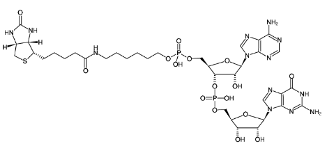5'-生物素-ApG