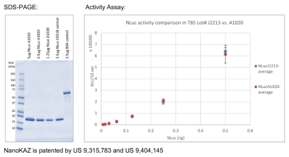 NanoKAZ螢光素酶蛋白