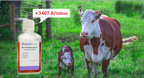 特級胎牛血清