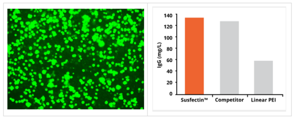 脂質(zhì)體轉(zhuǎn)染試劑