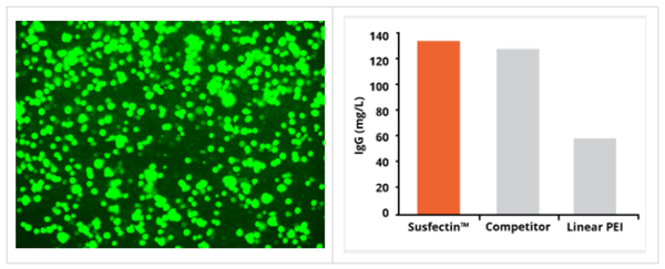 脂質(zhì)體轉(zhuǎn)染試劑