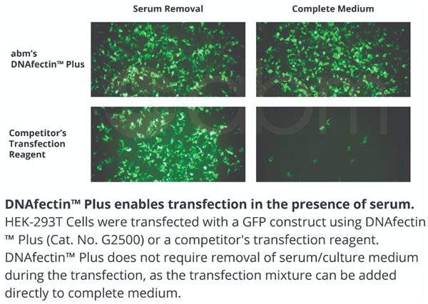 脂質體轉染試劑