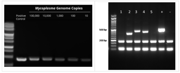 支原體檢測試劑盒