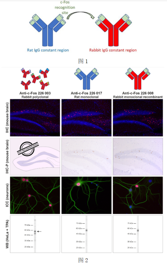 單克隆重組c-Fos抗體