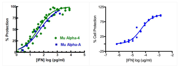 小鼠干擾素Alpha A