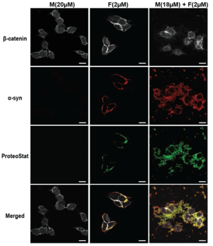 PROTEOSTAT聚集體檢測試劑盒