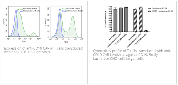 抗CD19 CAR慢病毒