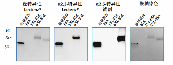 SiaFind 檢測試劑