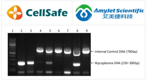 BioMycoX 支原體PCR檢測試劑盒