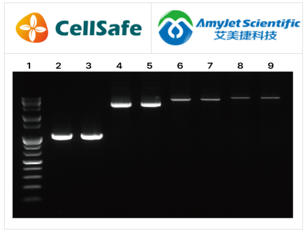 HiSense DLRTaq聚合酶