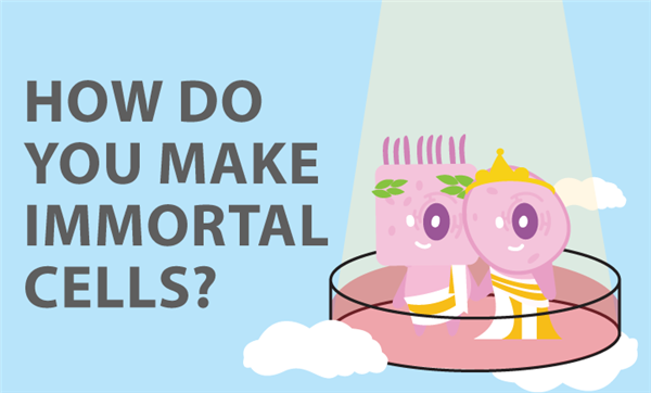 永生化細(xì)胞