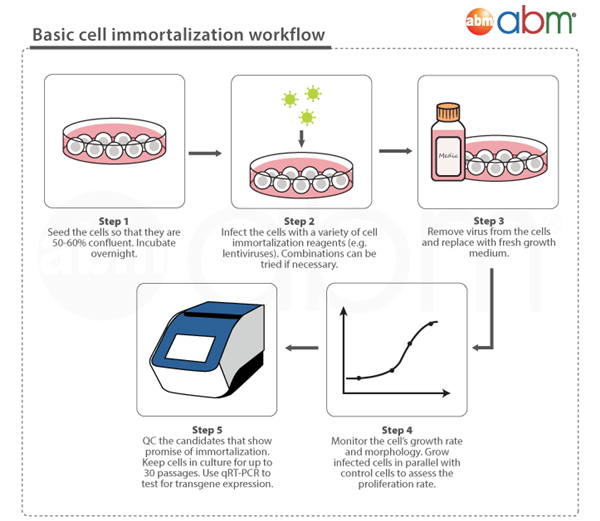 Immortalized Cells-3.png