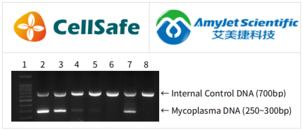 BioMycoX支原體PCR檢測(cè)試劑盒