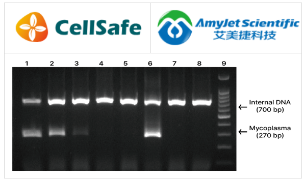 BioMycoX支原體PCR檢測預(yù)混料凝膠
