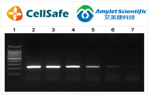 HiSense? RT-PCR 主混合液提供了一種單步程序，用于執(zhí)行 RT-PCR 反應。由于包含了加載染料，因此后續(xù)的加載和 RT-PCR 產(chǎn)物的可視化更加簡化。用戶需要提供引物和經(jīng) DNase 處理的模板 RNA。  本產(chǎn)品包含了在單個反應管中進行 PCR 擴增所需的所有必要試劑。具體來說，這種一步式 RT-PCR 主混合液含有特殊的反應緩沖液、逆轉(zhuǎn)錄酶抑制劑、dNTPs 和無 DNA Taq DNA 聚合酶，適用于使用任何 RNA 模板的高度敏感和特異性 RT-PCR。  特殊的 RT-PCR 緩沖液含有穩(wěn)定劑和增強劑，這些成分可以優(yōu)化“單步”中的兩個反應。  該主混合液為最終用戶提供了一個高效、易于使用和可靠的替代傳統(tǒng)“兩步”順序 RT-PCR 的選擇。     艾美捷CellSafe HiSense RT-PCR主混合液特點：  1、特殊的 RT-PCR 緩沖液含有穩(wěn)定劑和增強劑，它們優(yōu)化了“一步法”中的兩個反應。  2、主混合液為最終用戶提供了一個與傳統(tǒng)“兩步法”順序 RT-PCR 相比，更高效、易用且可靠的替代方案。  3、包含藍色染料，使得主混合液可以直觀確認。  4、熱啟動：是的。     CellSafe HiSense RT-PCR主混合液結果：  人類RNA中GAPDH基因（217bp片段）的擴增  HiSense? RT-PCR主混合液的循環(huán)條件為：42°C下30分鐘，95°C下5分鐘，接著進行35個循環(huán)，每個循環(huán)包括95°C下5秒，60°C下30秒，以及72°C下30秒。通過包含特殊的反應緩沖液、逆轉(zhuǎn)錄酶（RTase）、逆轉(zhuǎn)錄酶抑制劑、dNTPs（去氧核苷酸三磷酸）和HiSense? Taq PCR聚合酶，實現(xiàn)了高度敏感和特異性的RT-PCR。  41.png  Lane 1 : 100bp DNA Ladder  Lane 2 : 10ng Human RNA  Lane 3 : 1ng Human RNA  Lane 4 : 100pg Human RNA  Lane 5 : 10pg Human RNA  Lane 6 : 1pg Human RNA  Lane 7 : 100fg Human RNA     CellSafe HiSense RT-PCR主混合液相關產(chǎn)品：  HiSense DLRTaq PCR Polymerase/ Master Mix/ Premix  HiSense cDNA Synthesis Master Mix  HiSense QPlex RT-qPCR Master Mix  HiSense QGreenBlue RT-qPCR Master Mix     CellSafe致力于提供支原體全面解決方案，可以有效檢測、消除和預防影響細胞培養(yǎng)的支原體。作為CellSafe在中國區(qū)域的代理，艾美捷科技有限公司將為中國客戶提供全面的CellSafe產(chǎn)品。