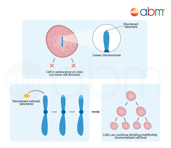 永生化細(xì)胞