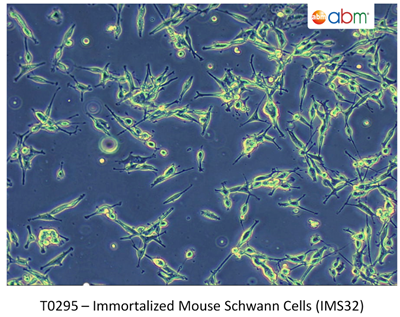 永生化小鼠雪旺細胞