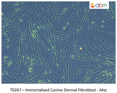 永生化犬真皮成纖維細(xì)胞- Myc
