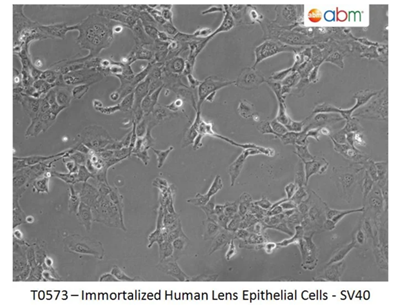 永生人晶狀體上皮細(xì)胞-SV40