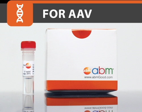 永生小鼠系膜細(xì)胞-SV40