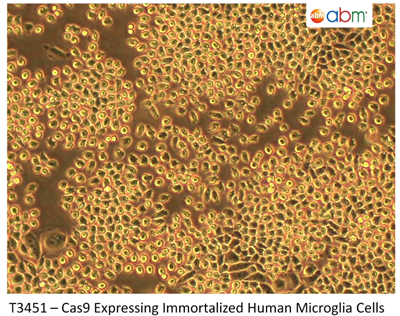 表達(dá)Cas9的永生人小膠質(zhì)細(xì)胞系