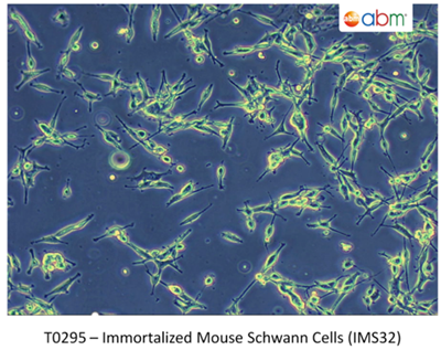 永生化小鼠雪旺細(xì)胞