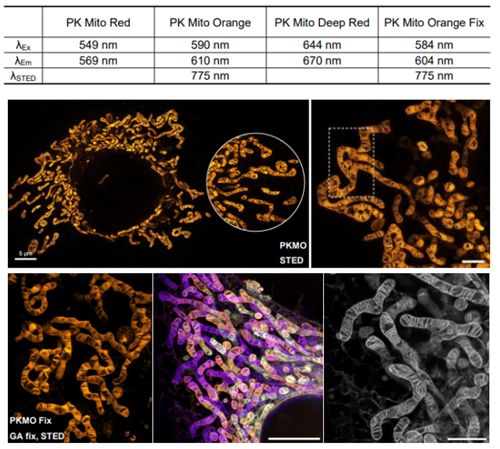可固定線粒體超分辨探針
