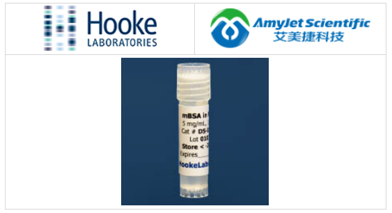 甲基化牛血清白蛋白（mBSA）