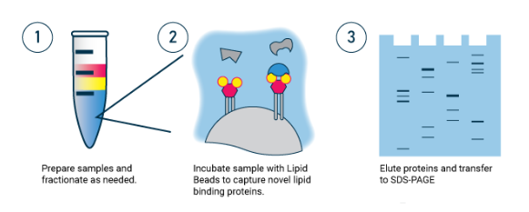 Cholesterol 瓊脂糖珠