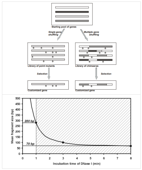 DNA Shuffling試劑盒