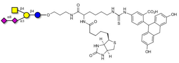 連接生物素和熒光素的GD2神經(jīng)節(jié)苷脂寡糖