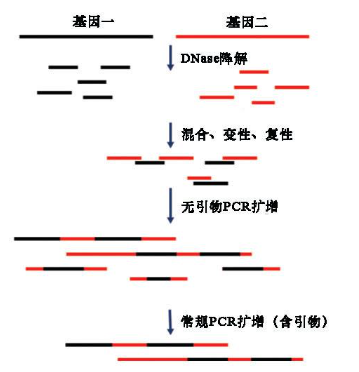 DNA Shuffling試劑盒