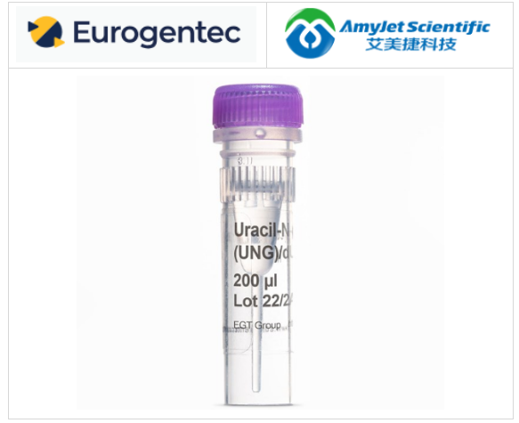 大腸桿菌尿嘧啶-N-糖苷酶（UNG）