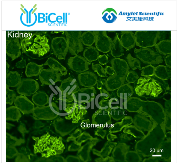 Bicell Scientific