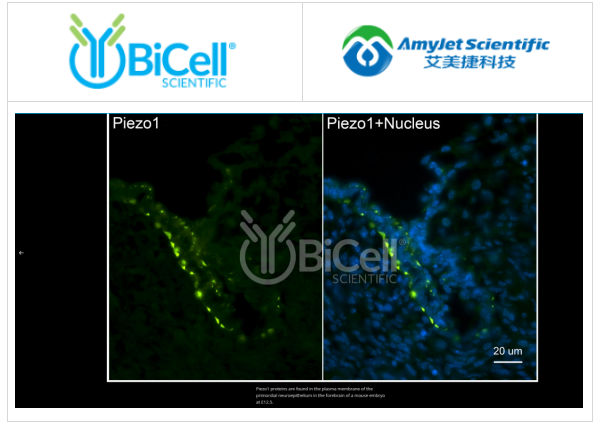 Bicell Scientific