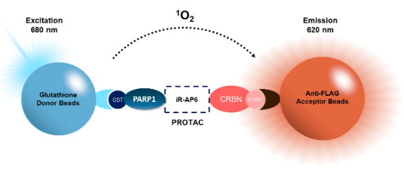 分子降解器優(yōu)化