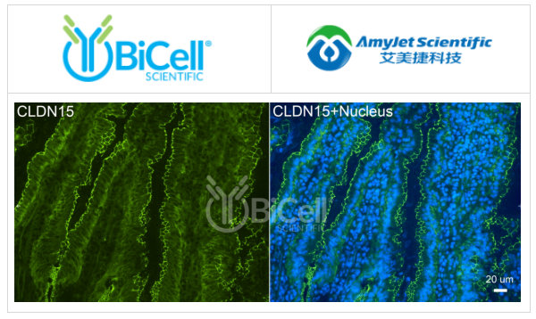 Claudin-15（CLDN15）抗體