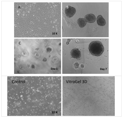 Beta Lox 5（BL5）細(xì)胞在VitroGel 3D系統(tǒng)中的3D培養(yǎng)